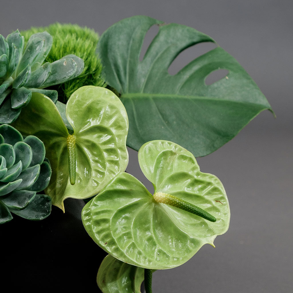TRILOGÍA VERDE – BASE 3 ORIFICIOS GRIS